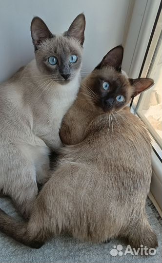 Меконгский бобтейл. Котопес