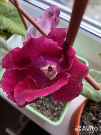 Детки Сортовых глоксиний