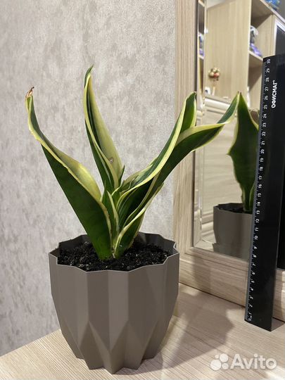 Сансевиерия