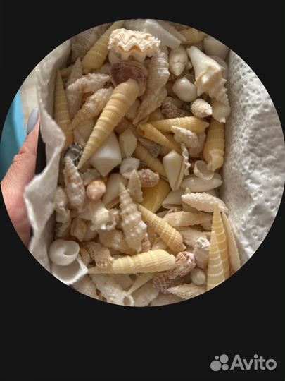 Морские ракушки