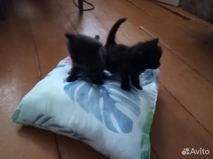 Отдам в добрые руки котят