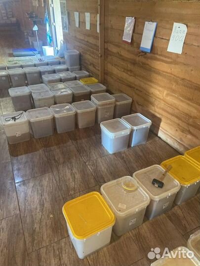 Мед Цветочный опт