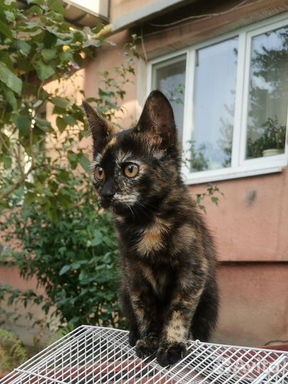 Кошечка в добрые руки