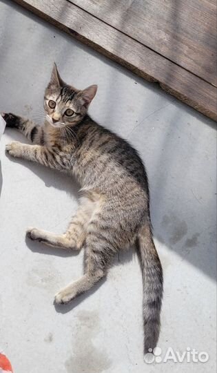 Котенок девочка