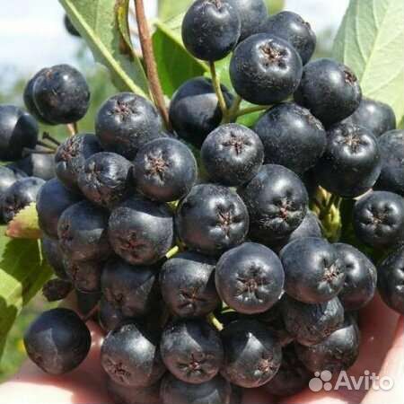 Саженцы рябины (аронии) черноплодной Викинг