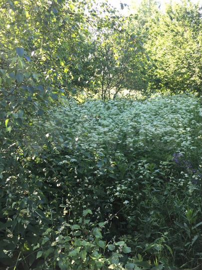 Участок 43 сот. (ИЖС)