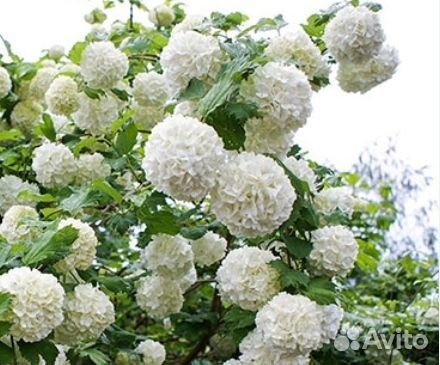 Калина бульденеж