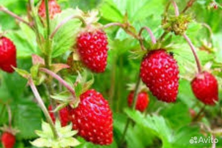 Клубника зкс Земляника зкс морозостойкие