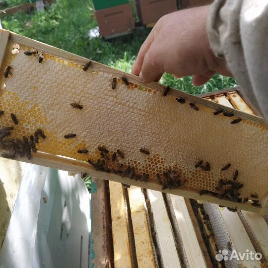 Пчелопакеты