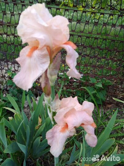 Ирисы бородатые