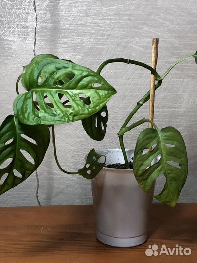 Монстера манки