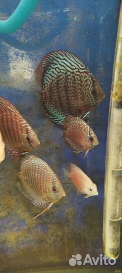 Дискусы, Аквариумные рыбки