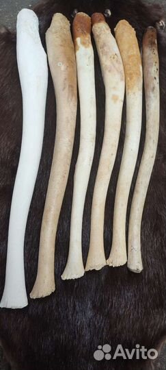 Бакулюм. Ластоногий