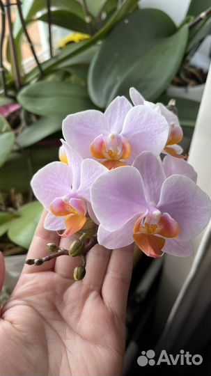 Орхидея фаленопсис (похожа на Тулкан или она)