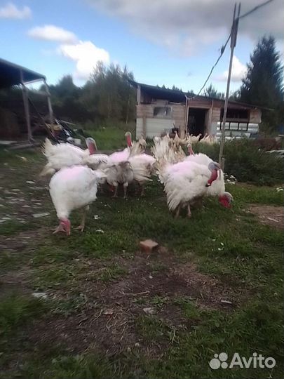 Индюки биг 6