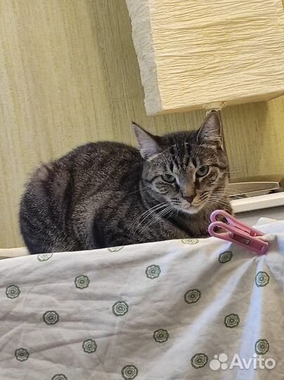 Кот мальчик