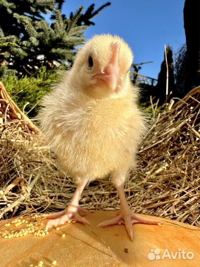 Цыплята разных пород