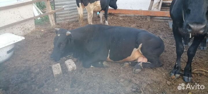 Быки и Телки