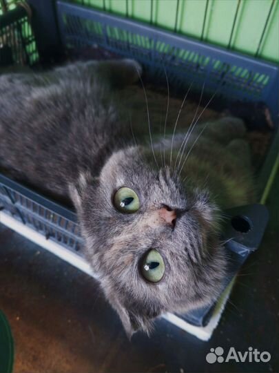 Вислоушка ищет дом