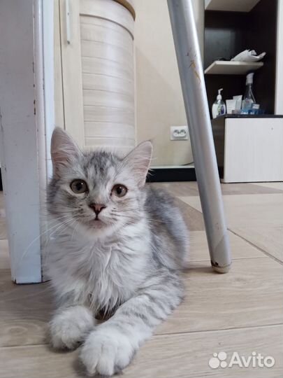 Отдам в добрые руки