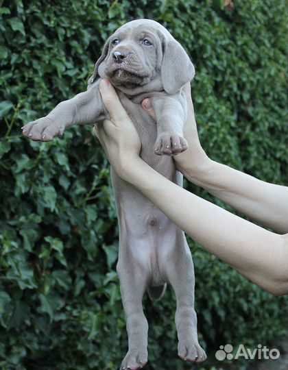 Щенки веймаранера