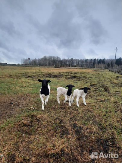 Ягнята баранчики. Есть свободные