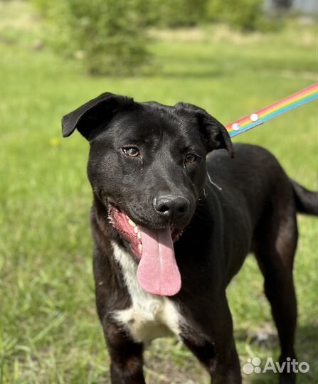 Олаф. Забавный пёсель из приюта