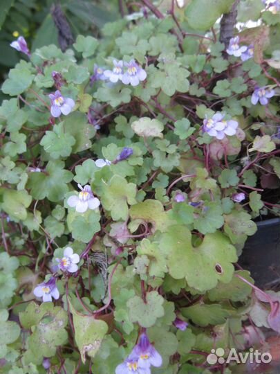 Цимбалярия Постенная