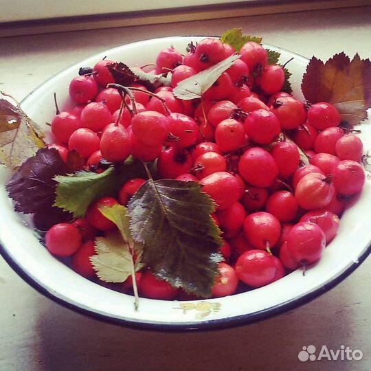 Саженцы Боярышника крупноплодного. Дерево