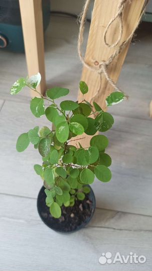 Брейния снежная (Breynia nivosa)