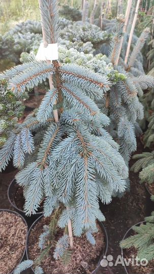 Ель зе блюз