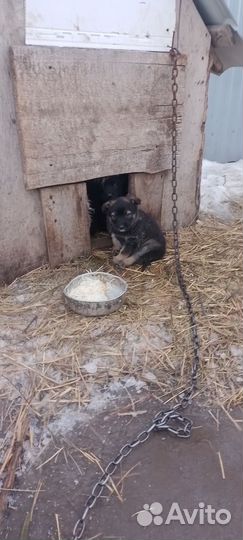 Щенки в дар