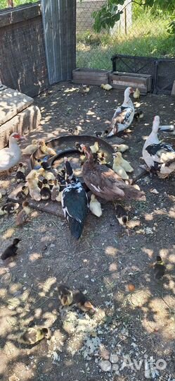 Мускусные утки индоутки индоутята