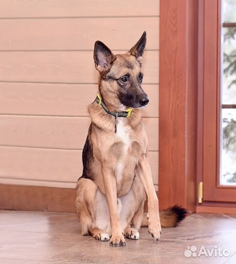 Отдаю собаку в добрые руки