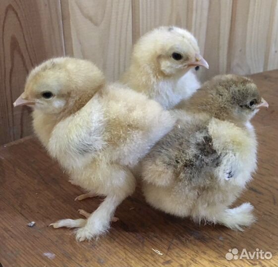 Цыплята суточные