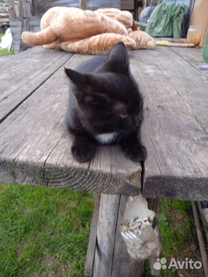 Кошка и коты