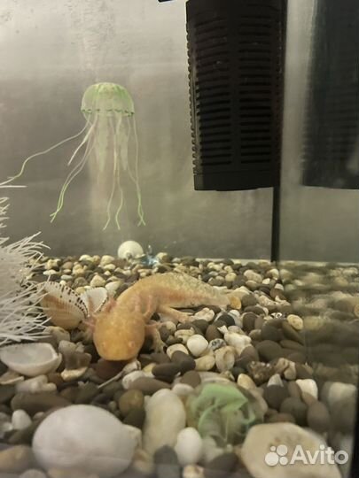 Аксолотль Лунтик