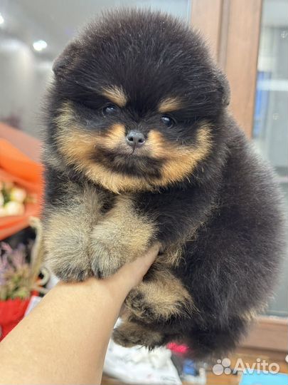 Померанский шпиц сладкая бусинка