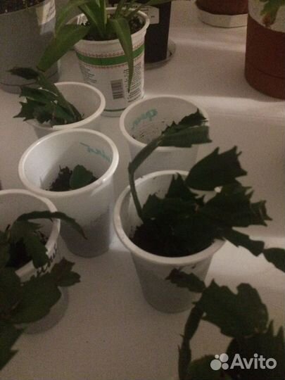 Декабрист шлюмбергера красный