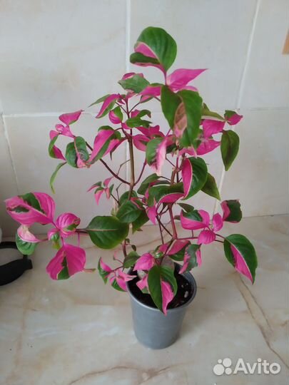 Альтернантера