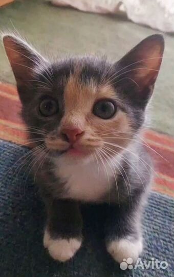 Котик Барсик