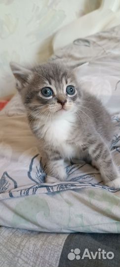 Котята котики в добрые руки