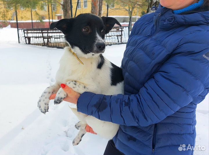 Щенок в добрые руки бесплатно