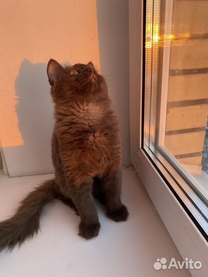 Котик в добрые руки