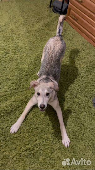 Собака в дар