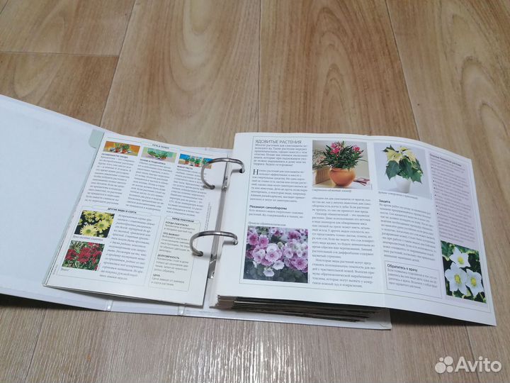 Энциклопедия о комнатных растениях