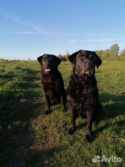 Щенок лабрадора