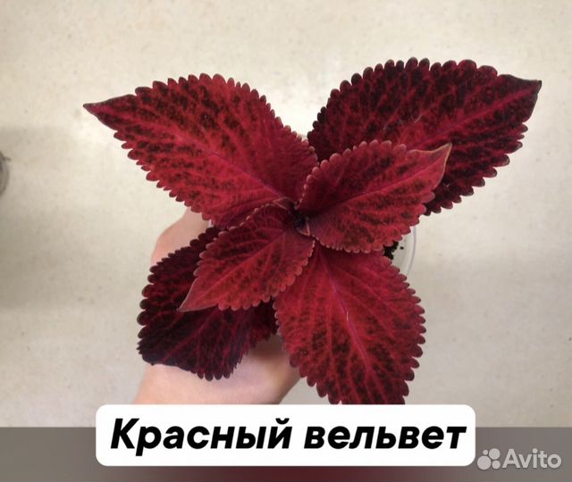 Колеус рассада