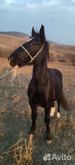 Жеребчик тяжеловоз