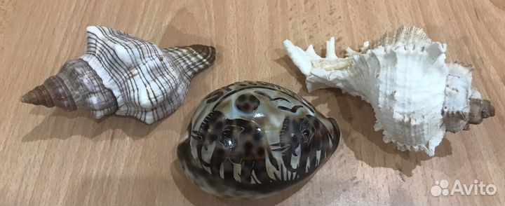 Ракушка большая сувенирная